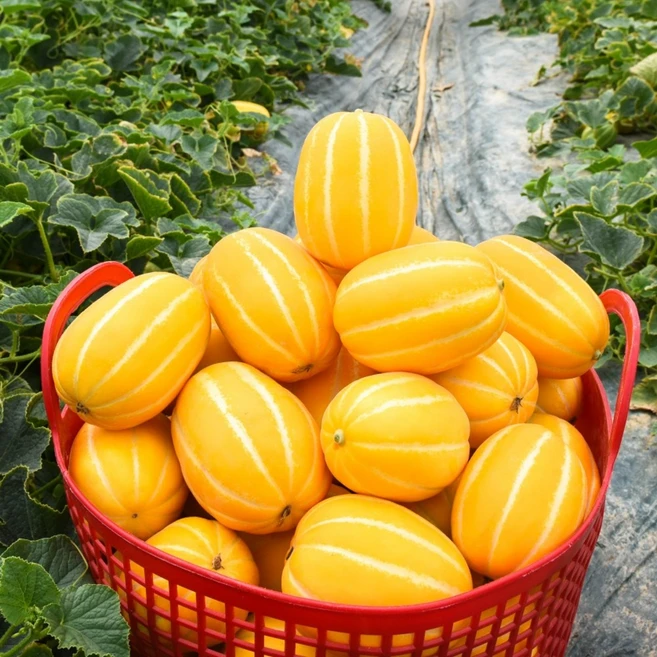 셀럽 성주참외 고당도 꿀 참외 가정용 3kg 2kg 5kg 10kg 꼬마 못난이 타임세일 주목