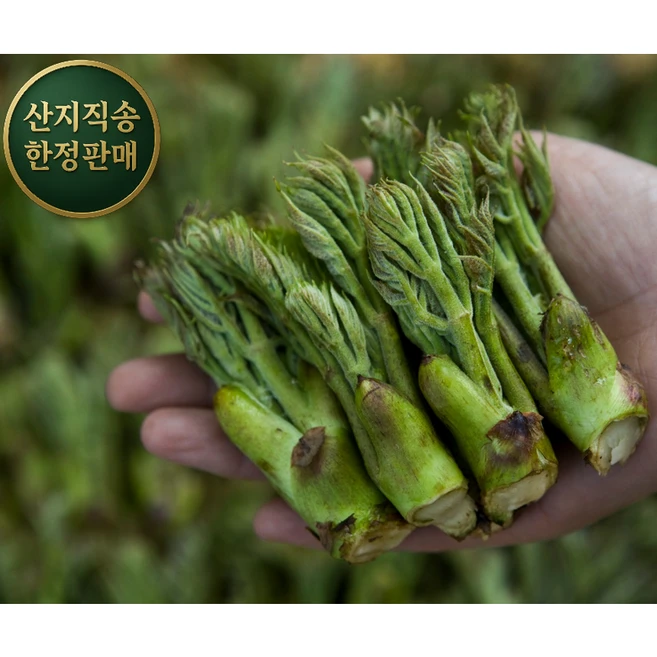 완벽한 밸런스 자연산 엄나무순 개두릅 산두릅 나무두릅 땅두릅 참두릅 500g 좋았던 추천상품